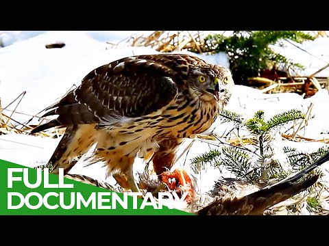 The Swiss Alps: Wild Animal Paradise | Free Documentary Nature