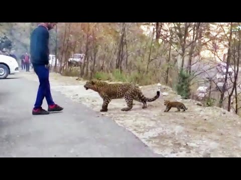 Animals That Asked People for Help &amp;amp; Kindness Caught On Camera !