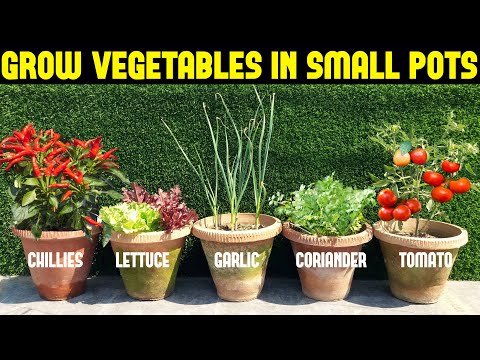 Vegetables You Can Grow In Small Pots | Small Space Gardening