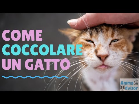 COME COCCOLARE UN GATTO