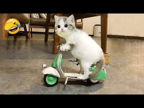 New Funny Videos 2023 😍 Cutest Cats and Dogs 🐱🐶 Part 230