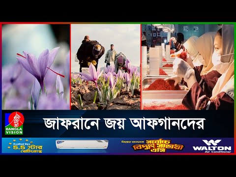 জাফরানে বদলে যাচ্ছে আফগানিস্তান | Banglavision News