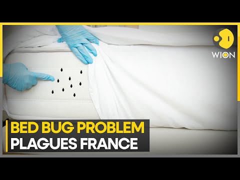 France faces bed bug nuisance ahead of 2024 Paris Olympics | World News | WION