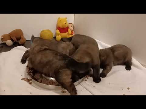 Leonberger pups geboren op 15-11-2023, dag 28