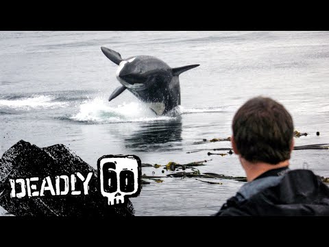 Sealion vs 10 Killer Whales! | Deadly 60 | BBC Earth Kids