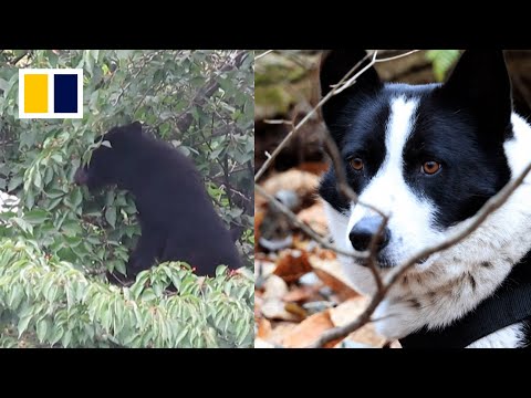 Dogs &lsquo;hunt&rsquo; for bears in Japan to protect them from human threats