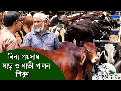 775-বিনে পয়সায় গরু পালন শিখুন খামার করে লাভবান হতে চাইলে - R.I.Manik.Chitrapuri Krishichitra