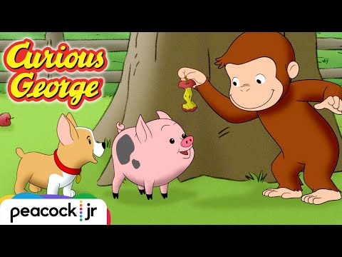 Training a Puppy and a Pig | CURIOUS GEORGE