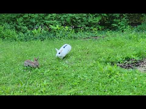 Pet rabbit meets wild rabbit for the first time