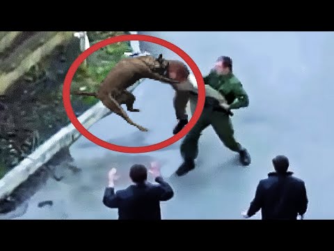 25 Animales Heroes Protegiendo a Sus Humanos Captados en Camara