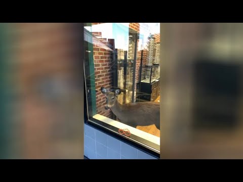 Deer stuck inside eyeglass shop in Matawan, New Jersey