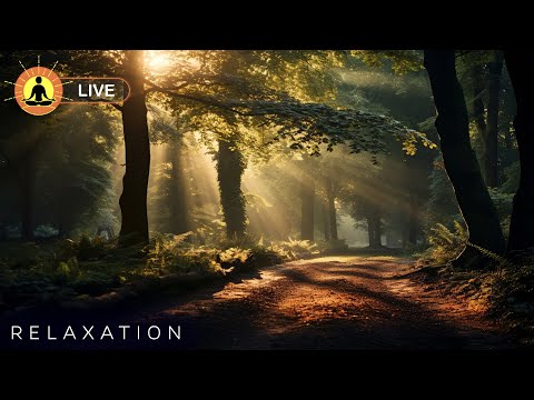 🔴 Relaxing Zen Music 24/7, Stress Relief Music, Sleep Music, Meditation Music, Study, Calming Music