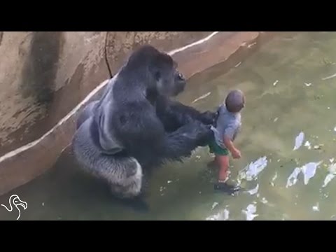 Experts Weigh In On Harambe's Last Moments