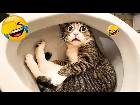 😍😍 Funniest Cats and Dogs 😅🤣 Funniest Animals 2023 # 31