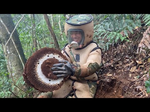 ERADICATION MURDER HORNET NEST,ASIAN GIANT HORNET NEST REMOVAL,WASP NEST REMOVAL,VESPA MANDARINA