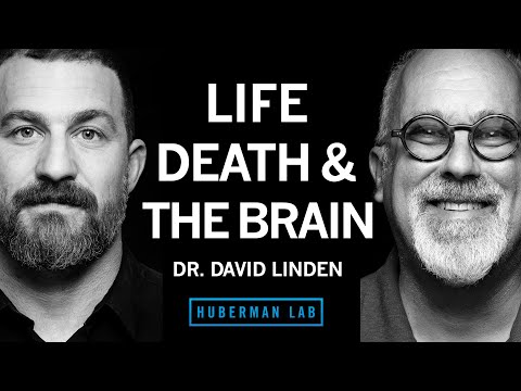 Dr. David Linden: Life, Death &amp; the Neuroscience of Your Unique Experience | Huberman Lab Podcast