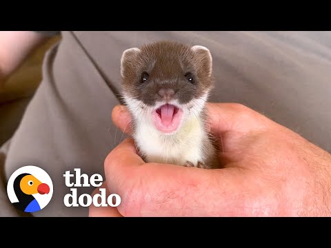 Tiny Baby Stoat Has The Best Reaction When She Meets Someone Like Her | The Dodo Little But Fierce