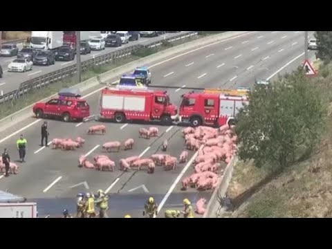 Un camion carico di maiali si ribalta sulla Ap-7 di Barcellona: lunghe code in entrambi i sensi...