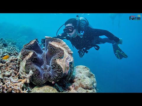 Amazing  Giant Clams Farm - Fishermen Harvest Millions of Giant Clams This Way