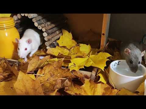 Autumn has come to the rats' house