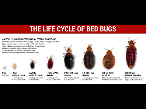 Bed Bug Nymphs During Heat Treatment