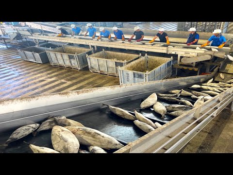 The process of making katsuobushi(Dried Bonito Flakes). Japanese old katsuobushi production plant.