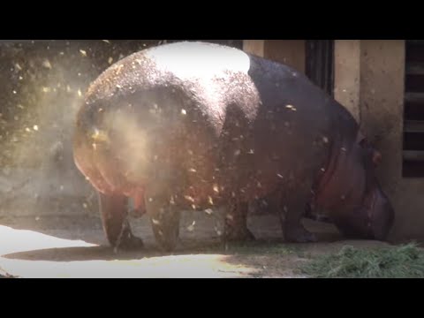 AMAZING HIPPO POOPING SPINNING TAIL ! ONE OF A KIND FOUNTAIN BURST OF EPIC PROPORTIONS !!!!!!!!!!!!!