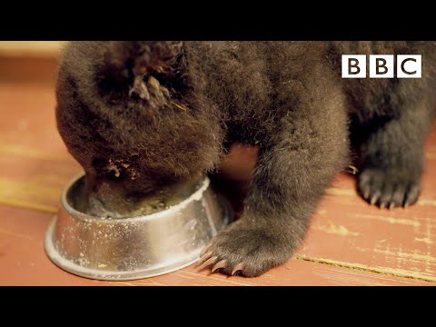 Adorable Grizzly Bear cub learns to feed from a bowl | Grizzly Bear Cubs and Me - BBC