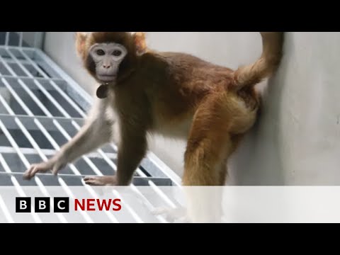 Cloned rhesus monkey created in China to speed up medical research | BBC News