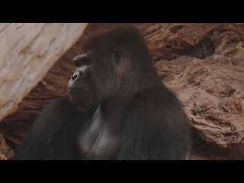 Gorillas Unleashed: A Haunting Encounter *If you like this video, please click Like &amp; orSubscribe:)*