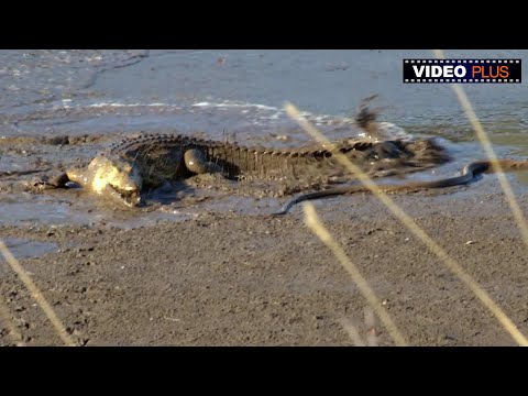 Black Mamba vs. Crocodile