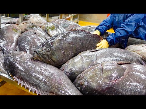 Monster Fish! Giant Grouper Cutting Processing Plant / 龍膽石斑加工廠 - Taiwan Seafood Factory