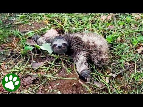 Abandoned baby sloth gets a furry new parent