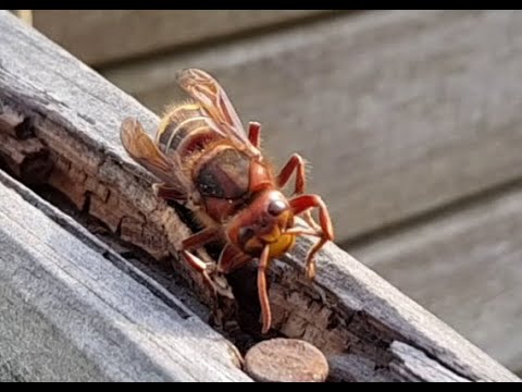 Hornisse frisst morches Holz - Hornet eats rotten board