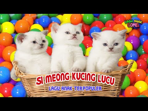 Si Meong Kucing Lucu Bermain Bola ~ Lagu Anak Terpopuler