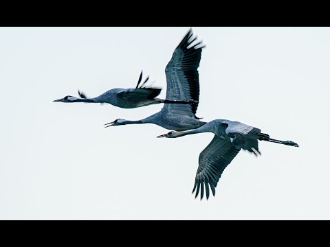 Birds / One day with cranes.   Cranes migration , National park Hortobagy ( Hungary )