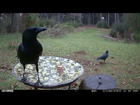 I think this crow is curious about our camera.