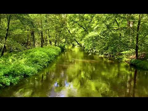 Relax and Meditate on a River in the Forrest | Chirping Birds | 20 Minutes Focus