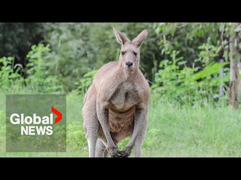 Search continues for escaped kangaroo hopping around southern Ontario