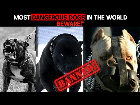 Top 3 Most dangerous and illegal dogs in the world (Unmasking the Rogue Canines)