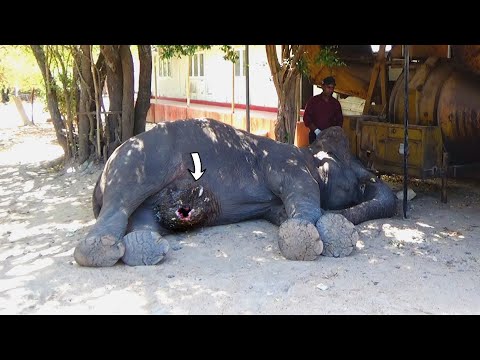 Abscess popped from elephant's belly, sympathetic people were there to treat