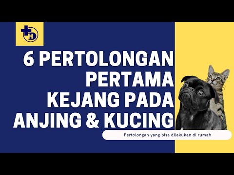 Pertolongan Pertama Kejang pada Anjing &amp; Kucing