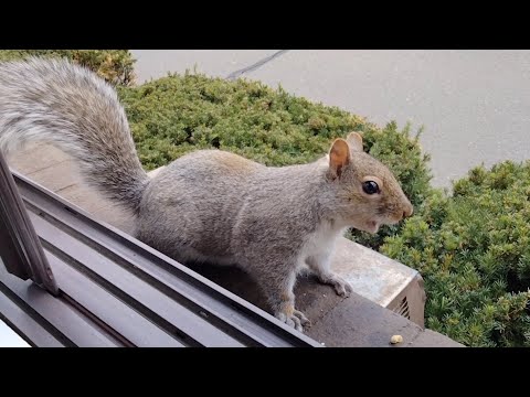 Squirrel sounds and their meanings