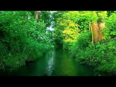 Green River in the Sunny Forest, singing birds and the sound of water, calm sounds of nature