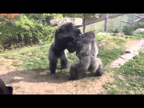 Omaha Zoo - Gorilla Fight &quot;Where's the Zookeepers&quot;