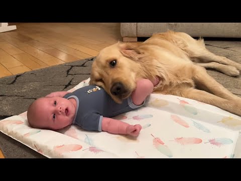 Golden Retriever Adopts Adorable Baby As His Own! (Cutest Ever!!)