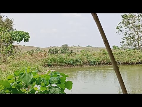 Mix Ls&amp; SLs Infront Of My Fishpond + Feeding Time.