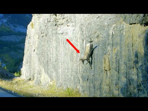 How Do Goats Walk On Steep Rocks As If On Level Ground ?!