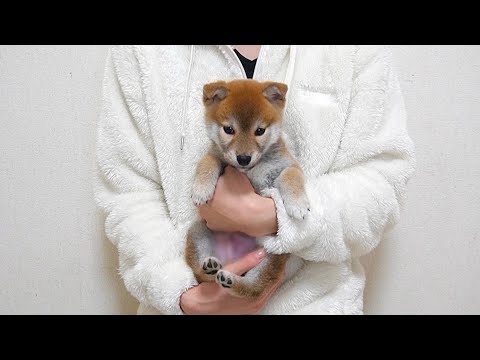 【ご報告】新しい家族ができました。【生後50日の柴犬】