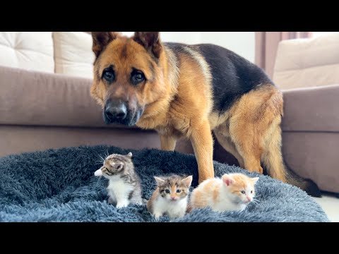 German Shepherd Shocked by Tiny Kittens occupying dog bed!